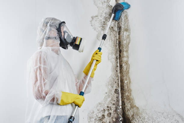 Best Mold Inspection  in Madison, WI