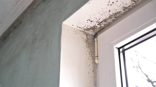 Best Certified Mold Removal  in Madison, WI