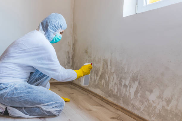 Best Mold Removal Process  in Madison, WI