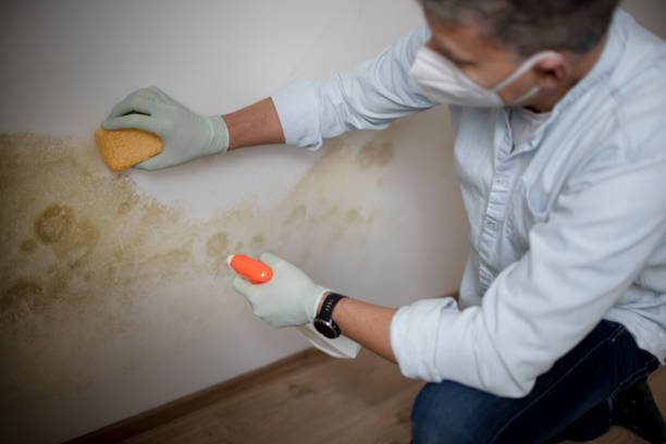 Best Mold Remediation Experts  in Madison, WI
