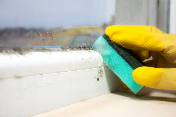 Best Mold Testing and Removal  in Madison, WI