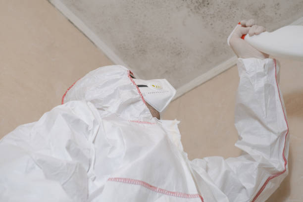 Trusted Madison, WI Mold Removal Experts