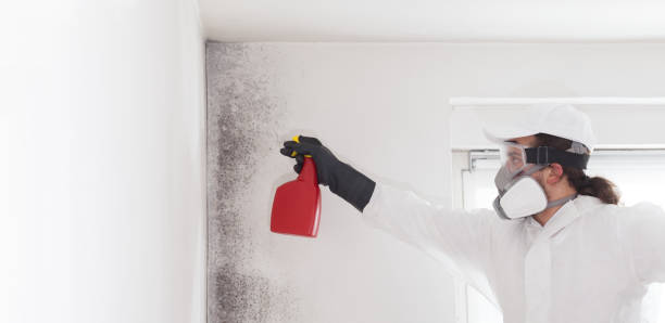 Mold Removal and Inspection in Madison, WI