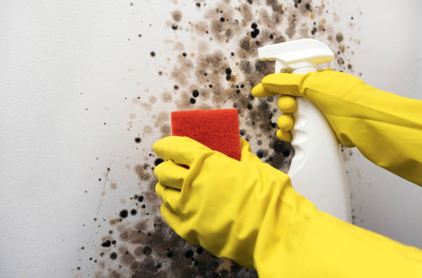 Best Toxic Mold Removal  in Madison, WI