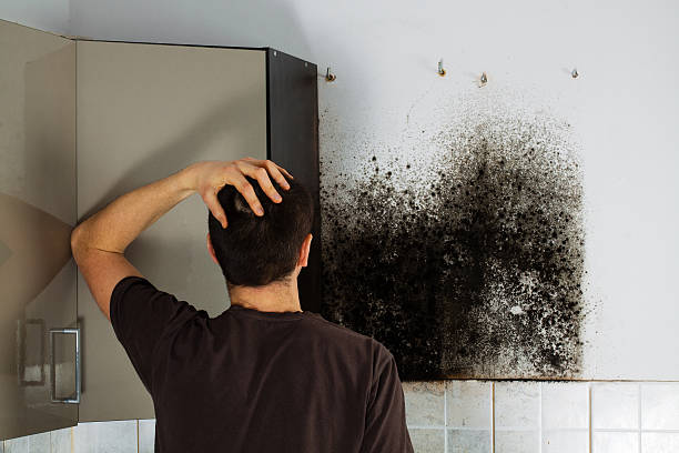 Best Mold Damage Repair  in Madison, WI