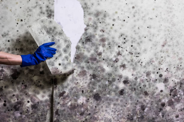 Certified Mold Removal in Madison, WI