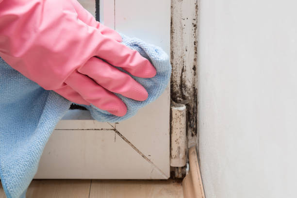 Mold Testing and Removal in Madison, WI