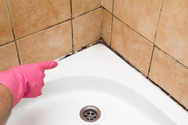 Best Black Mold Removal  in Madison, WI